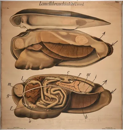 Bivalvia