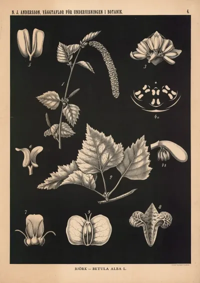 Bjork Betula Alba L