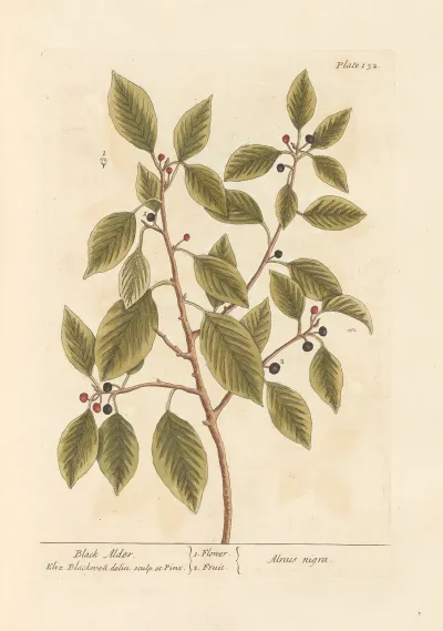 Black Alder