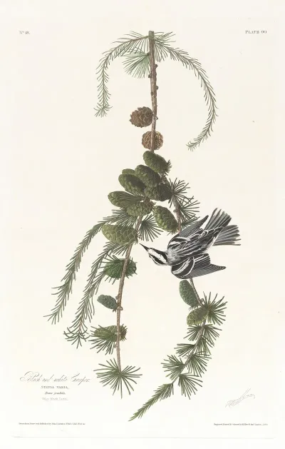 Black And White Creeper