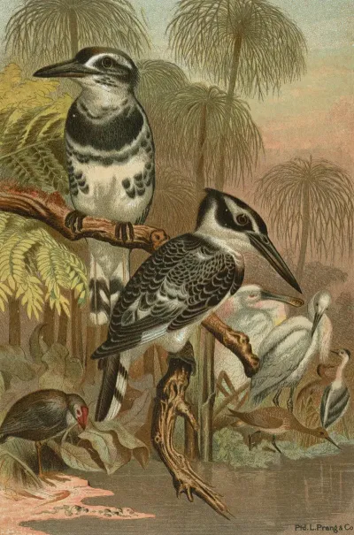 Black And White Kingfisher
