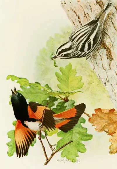 Black And White Warbler American Redstart