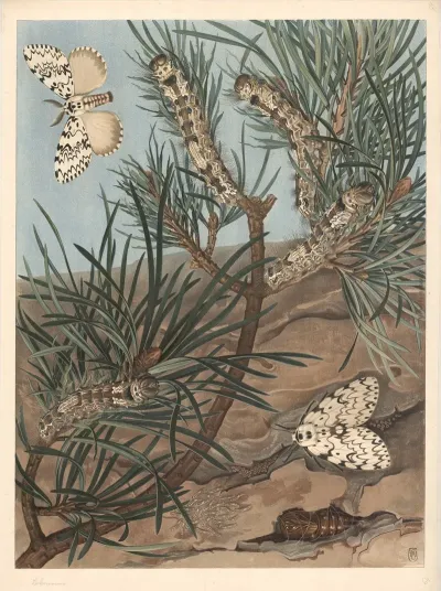 Black Arches Nun Moth