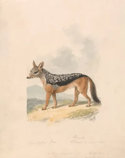 Black Backed Jackal 2
