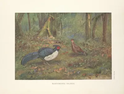 Black Backed Kaleege 2