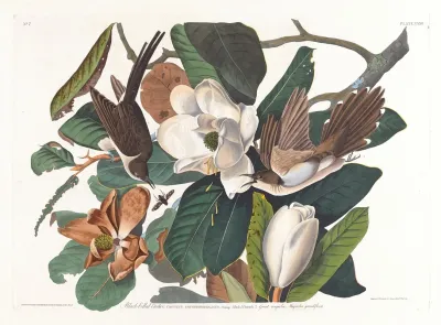 Black Billed Cuckoo 2