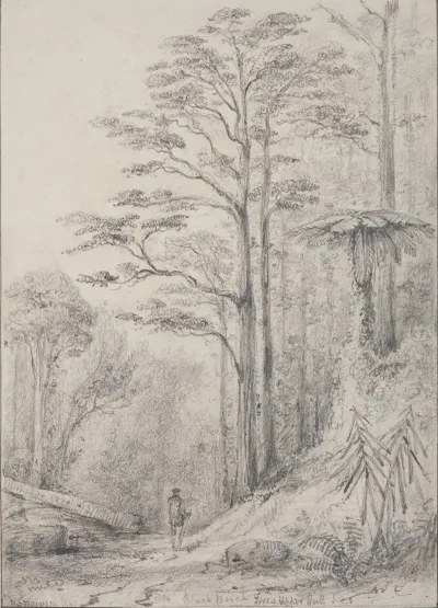 Black Birch Forest Upper Hutt