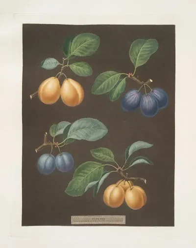 Black Breda Brussels And Moor Park Apricots