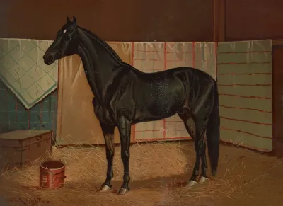 Black Cloud A Horse In Stable