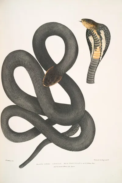 Black Cobra Capella Naia Tripudians Var Nigra