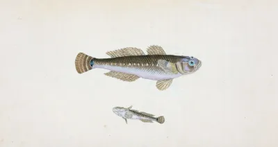 Black Goby Gobius Niger