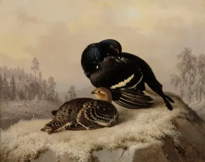 Black Grouse Cock And Hen