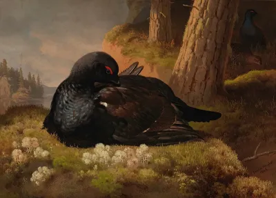 Black Grouse