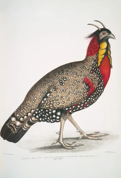 Black Head Horned Pheasant Satyra Melanocephala Adult Male