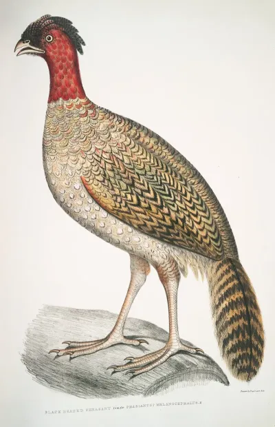 Black Headed Pheasant Phasianus Melanocephalus Female