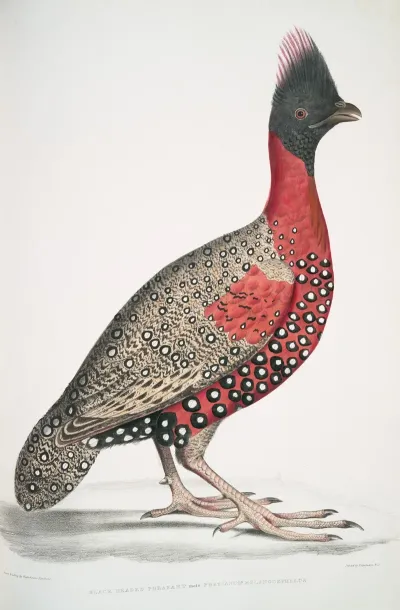 Black Headed Pheasant Phasianus Melanocephalus Young Male Of Former