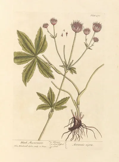 Black Masterwort