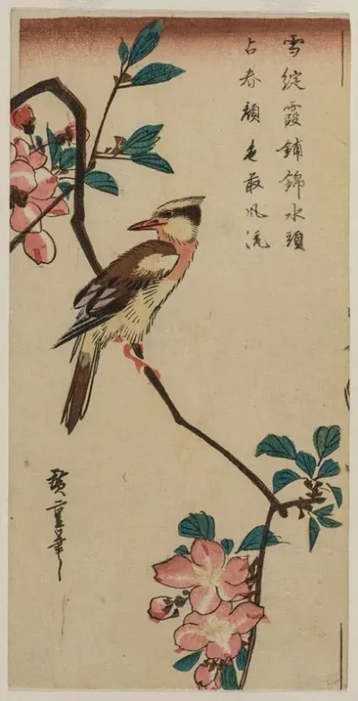 Black Naped Oriole Korean Warbler On A Hall Crabapple