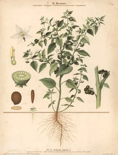 Black Nightshade Garden Nightshade