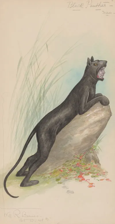 Black Panther Man