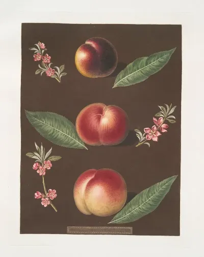 Black Peach Of Montreal Cambra And The Moushiens Pacey Of Pomperi Peaches