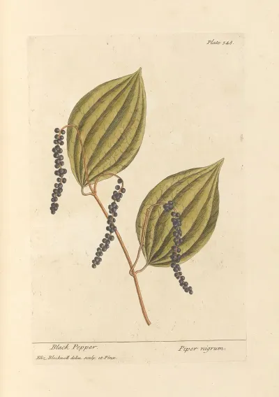 Black Pepper