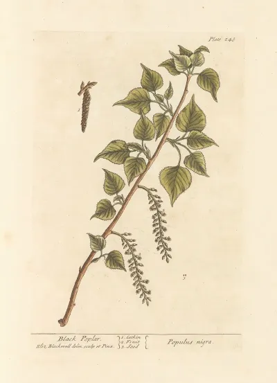 Black Poplar