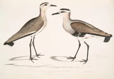 Black Sided Sandpiper Charadrius Ventralis Wagleri Male Female Cawnpore January 1798
