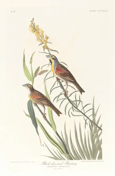 Black Throated Bunting