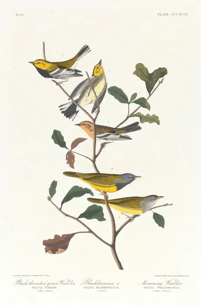 Black Throated Green Warbler Blackburnian W Mourning Warbler