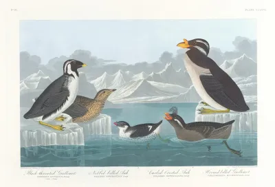 Black Throated Guillemot Nobbed Billed Auk Curled Crested Auk Horned Billed Guillemot