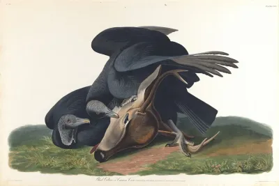 Black Vulture Or Common Crow