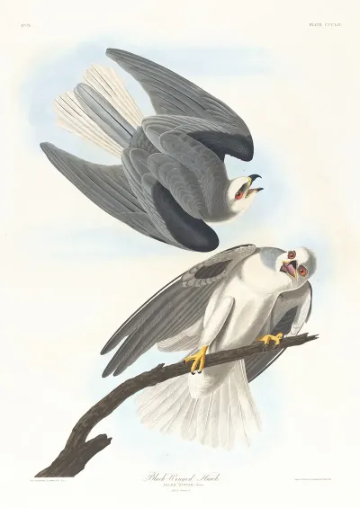 Black Winged Hawk