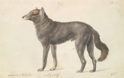 Black Wolf