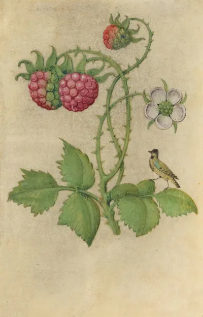 Blackberry Unripe Fruits And Flower Rubus Sectio Rubus With A Jaybird