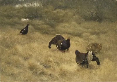 Blackgame In Springtime
