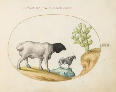 Blackhead Persian Sheep And A Sheep With A Long Tail With A Cactus