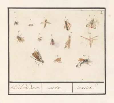 Blad Met Dertien Vliegende Insecten Bloedloose Dieren Insectae Insectes