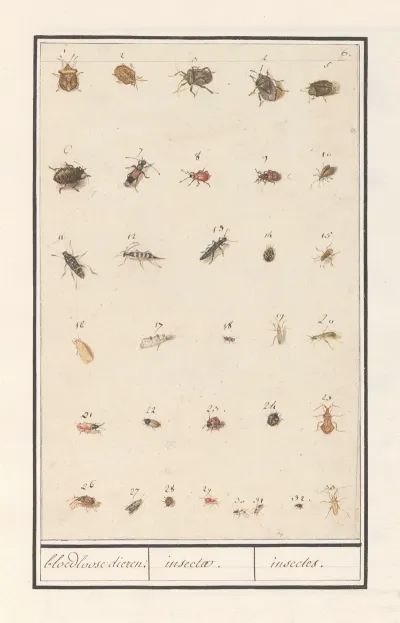 Blad Met Drieendertig Insecten Bloedloose Dieren Insectae Insectes