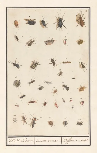 Blad Met Negenendertig Insecten Bloedloose Dieren Insecte Variae Differents Insectes