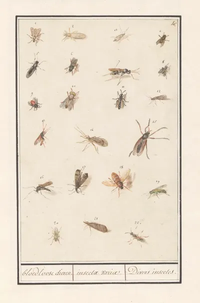 Blad Met Tweeentwintig Gevleugelde Insecten Bloedloose Dieren Insectae Variae Divers Insectes
