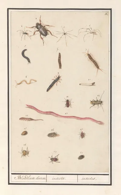 Blad Met Verschillende Insecten En Spinnen Bloedloose Dieren Insectae Insectes