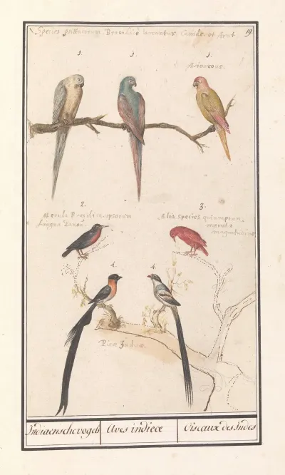 Blad Met Zeven Tropische Vogels Indiaensche Vogels Aves Indicae Oiseaux Des Indes