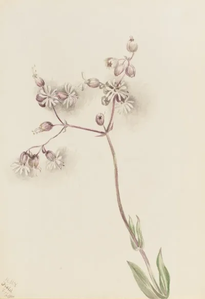Bladder Campion Silene Latifolia