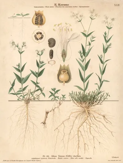 Bladder Campion