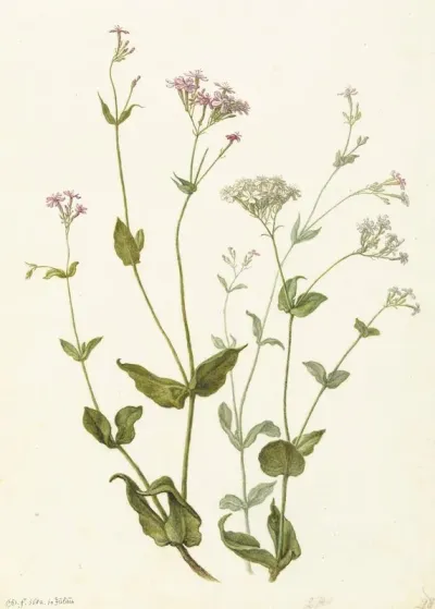 Bladder Senna And Sticky Catchfly