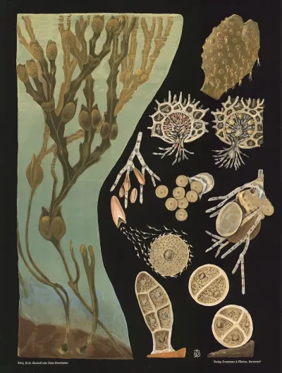Bladderwrack Fucus Vesiculosus