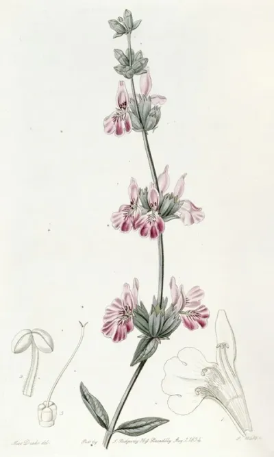Bladdery Stachys