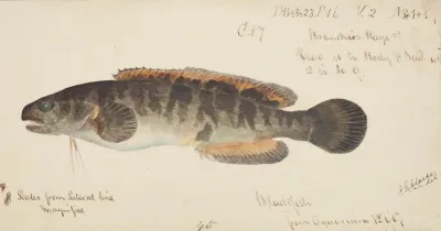 Bladefish