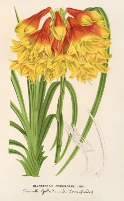 Blandfordia Cunninghamii